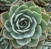 http://www.guide-to-houseplants.com/image-files/175x168xecheveria-secunda.jpg.pagespeed.ic.6qVld11f38.jpg