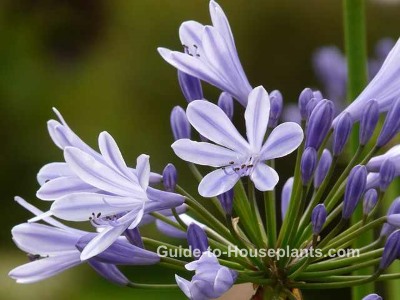 african lily agapanthus africanus good resume name