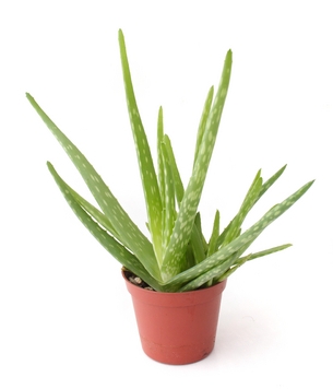 Aloe Vera  Aloe barbadensis  Aloe Plants Picture, Care Tips