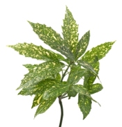 gold dust plant aucuba japonica 39 variegata 39 aka japanese christmas palm tree diseases
