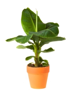 Banana Tree Care