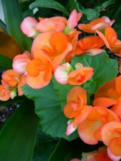begonia care