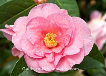 bonanza camellias