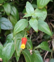 Candy Corn Plant