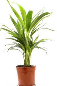 cast iron plant, aspidistra elatior
