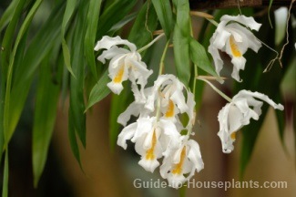 Coelogyne Cristata