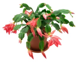 crab cactus, thanksgiving cactus