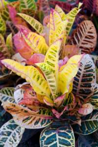 Tropical house plants images Tropical house plants images