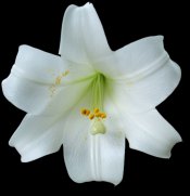 white easter lily