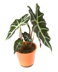 garden design with exotic house plants pictures with landscaping backyard from guidetohouseplantscom - Identifying Common House Plants garden design with exotic house plants pictures with landscaping backyard from guidetohouseplantscom - Identifying Common House Plants