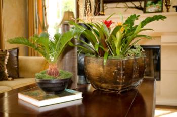 http://www.guide-to-houseplants.com/image-files/exotic-house-plants.jpg