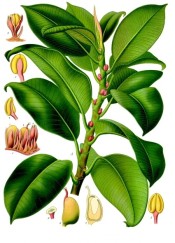 Rubber Plant