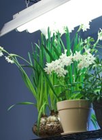 fluorescent light, light for house plants