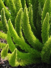 myers asparagus fern