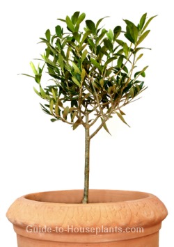 Indoor Bonsai Trees on Growing Olive Trees Indoors   Dwarf Olive Tree Care