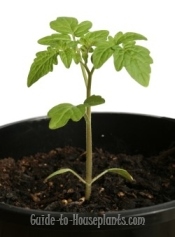Growing tomatoes indoors growing tomatoes in pots Growing tomatoes indoors growing tomatoes in pots