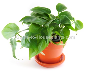 common house plants with shaped leaves heartleaf philodendron care philodendron scandens common house plants with shaped leaves heartleaf philodendron care philodendron scandens