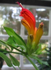 Flower Picture Guide on Lipstick Plant Care Tips   Aeschynanthus Lobbianus