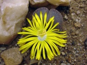  Living Stones lithops-flower.jpg