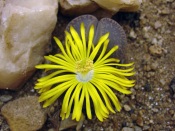   Living Stones