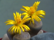   Living Stones