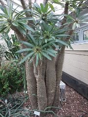 Madagascar Palm