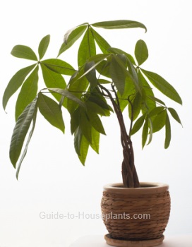 money tree plant