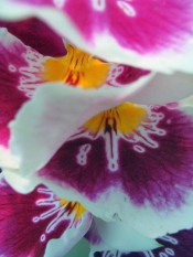 pansy orchid, miltoniopsis orchid, indoor orchids caring for