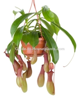 carnivorous pitcher plant care nepenthes species and hybrids carnivorous pitcher plant care nepenthes species and hybrids
