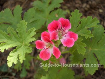 scented geranium tender perennial geranium plant care scented geranium tender perennial geranium plant care