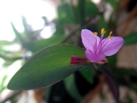 tradescantia pallida, purple heart plant
