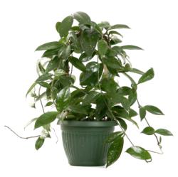 Hoya Wax Plant