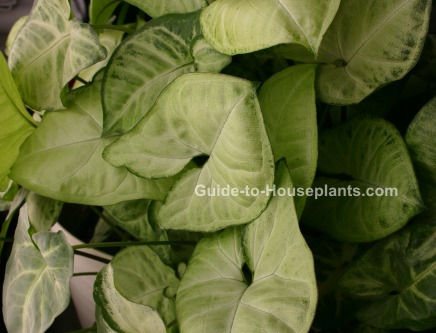 leaf shape guide intended ideas house plant identification guide by picture - House Plant Identification By Leaf leaf shape guide intended ideas house plant identification guide by picture - House Plant Identification By Leaf