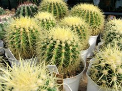 House cactus plants pictures House cactus plants pictures