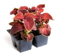 coleus plant, coleus plants, coleus blumei