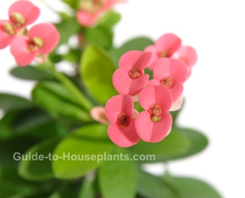 No Pain Involved In Growing Crown Of Thorns Plant Silive Com Euphorbia Milii
