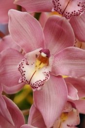 orchid cymbidium orchids plants care flowers indoor exotic humidity tip buying take