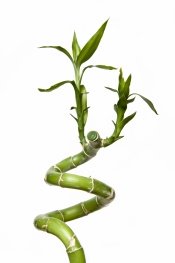 What is a bamboo house plant?
