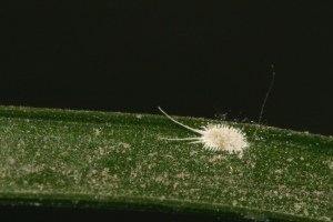 plant mealybugs insects identify houseplants pests rid guide