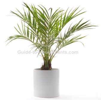 Pictures of house palm plants Pictures of house palm plants