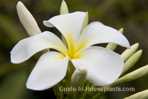 How do you care for a Frangipani flower?