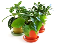 popular potted plants