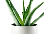 aloe vera, aloe vera plants, aloe plants, medicinal house plants