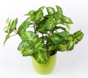 popular potted plants