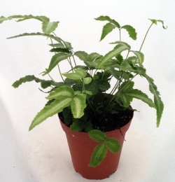 Brake Fern - Pteris cretica Care Tips