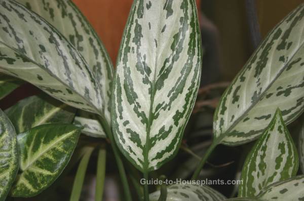 Common House Plants With Pictures