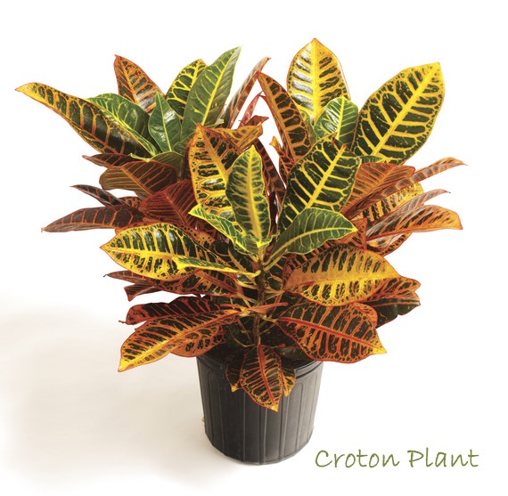 croton plants, crotons, croton plant