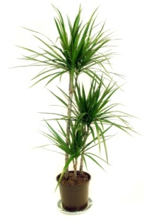 Madagascar Dragon Tree - Dracaena marginata Picture, Care Tips