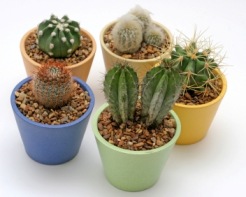 [http://www.guide-to-houseplants.com/images/four-cactus.jpg]