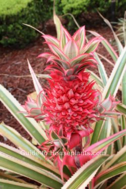 pineapple plants growing plant fruit dwarf trees care tree indoors houseplants variegated grow ananas indoor tips comosus guide